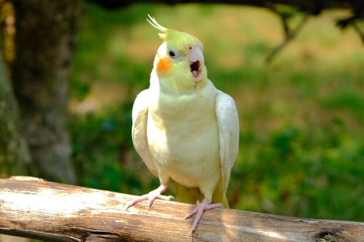 Nutrition tips for pets?>